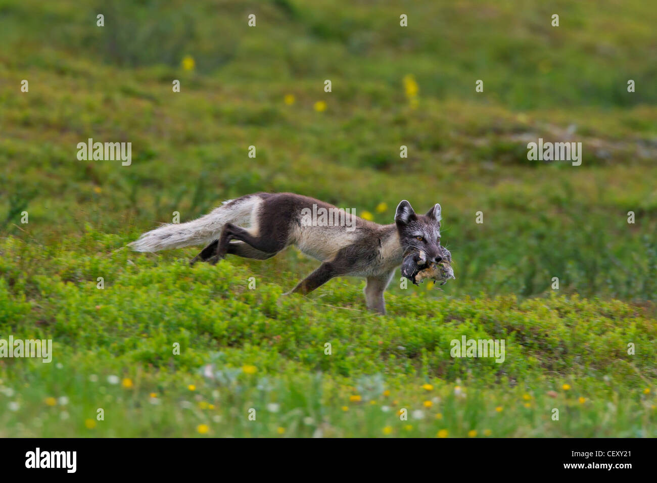 Zorro ártico (Vulpes lagopus) corriendo con cogido Noruega lemming (Lemmus lemmus) en boca de la tundra, Laponia, Suecia Foto de stock