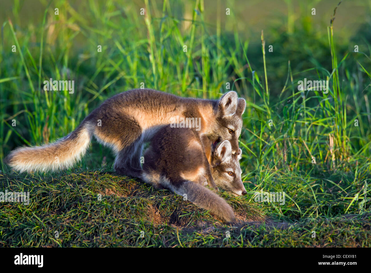 Zorro ártico (Vulpes Alopex lagopus / lagopus) Cachorros jugando en den en la tundra en verano, Laponia, Suecia Foto de stock