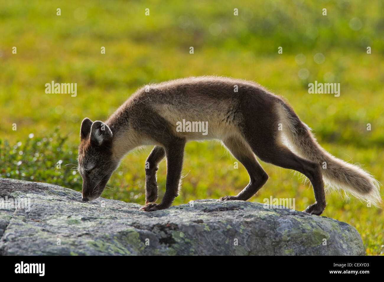 Zorro ártico (Vulpes Alopex lagopus / lagopus) en la tundra en verano, Laponia, Suecia Foto de stock