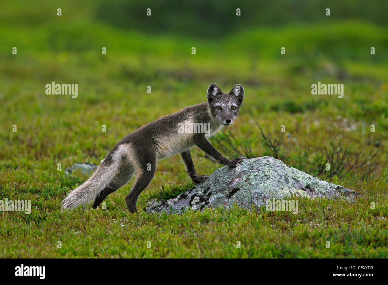 Zorro ártico (Vulpes Alopex lagopus / lagopus) en la tundra en verano, Laponia, Suecia Foto de stock