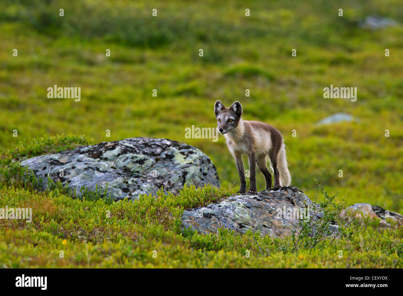 Zorro ártico (Vulpes Alopex lagopus / lagopus) en la tundra en verano , en Laponia, Suecia Foto de stock