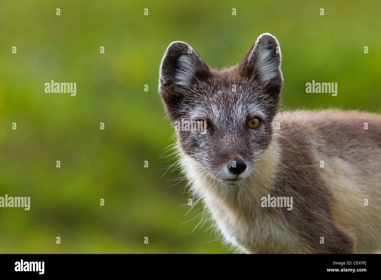 Zorro ártico (Vulpes Alopex lagopus / lagopus) de cerca en la tundra en verano, Laponia, Suecia Foto de stock