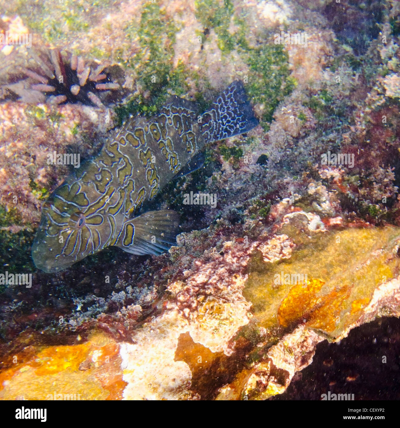 Un pez nadando junto a los organismos marinos; Galápagos, Ecuador Foto de stock