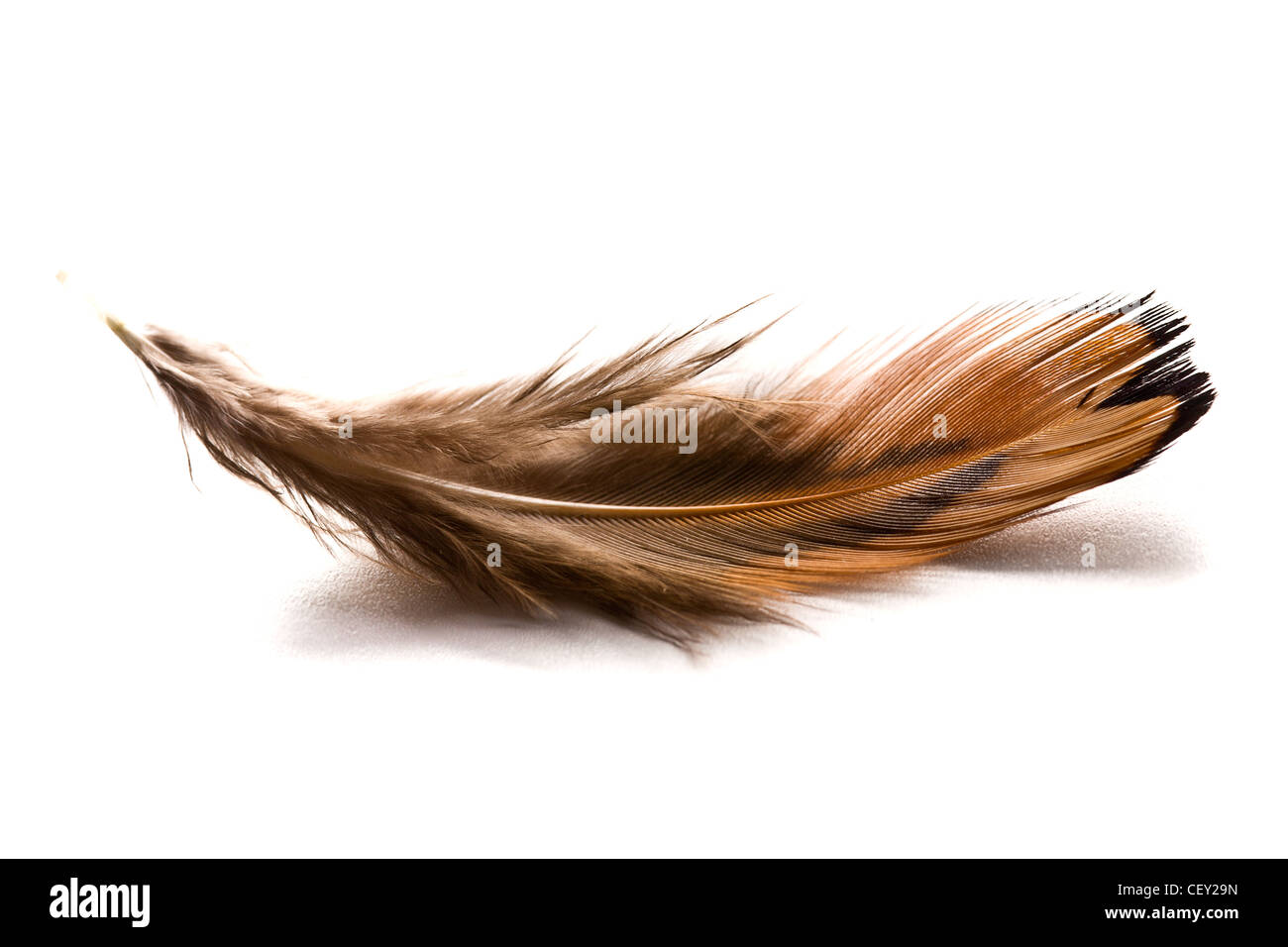 La pluma marrón sobre fondo blanco. Foto de stock