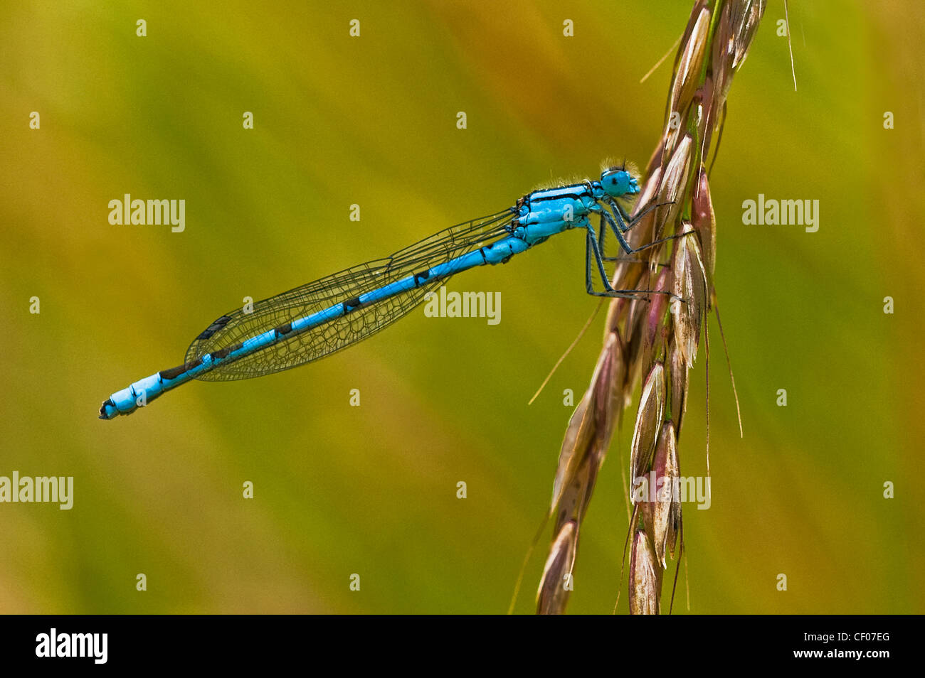 Un adulto común Damselfly azul Foto de stock