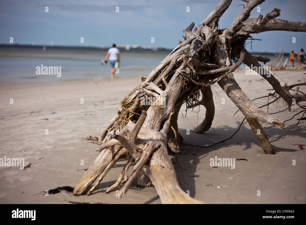 Viejo árbol lavados en la playa, enterrados en la playa,deriva de árbol de madera, árbol muerto enterrado en Florida beach,beach comber, Foto de stock