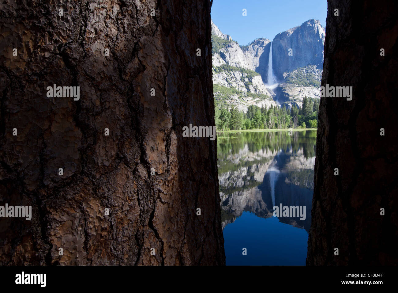Pino Ponderosa (Pinus ponderosa) con cataratas de Yosemite se refleja en una pradera inundada - Parque Nacional Yosemite, California Foto de stock