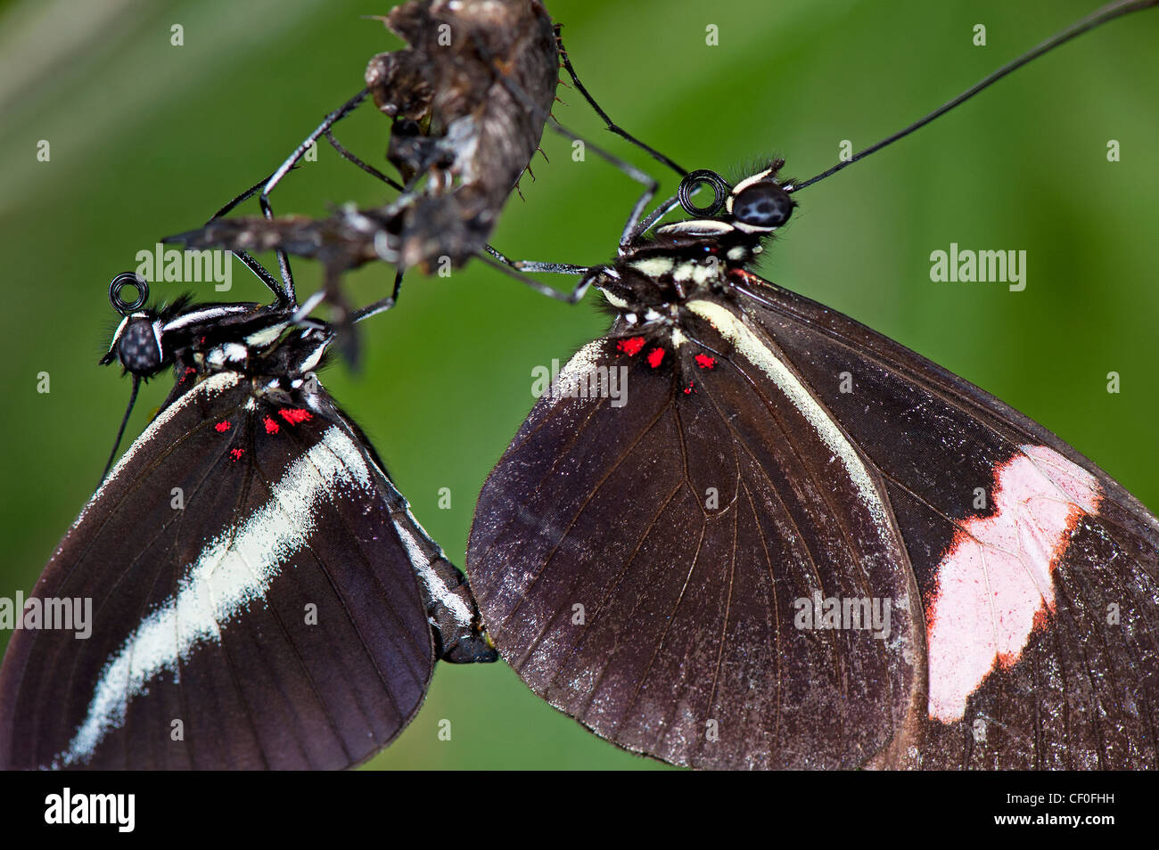 Mano Mariposa Empate Con La Flor Fotos, retratos, imágenes y fotografía de  archivo libres de derecho. Image 60235966