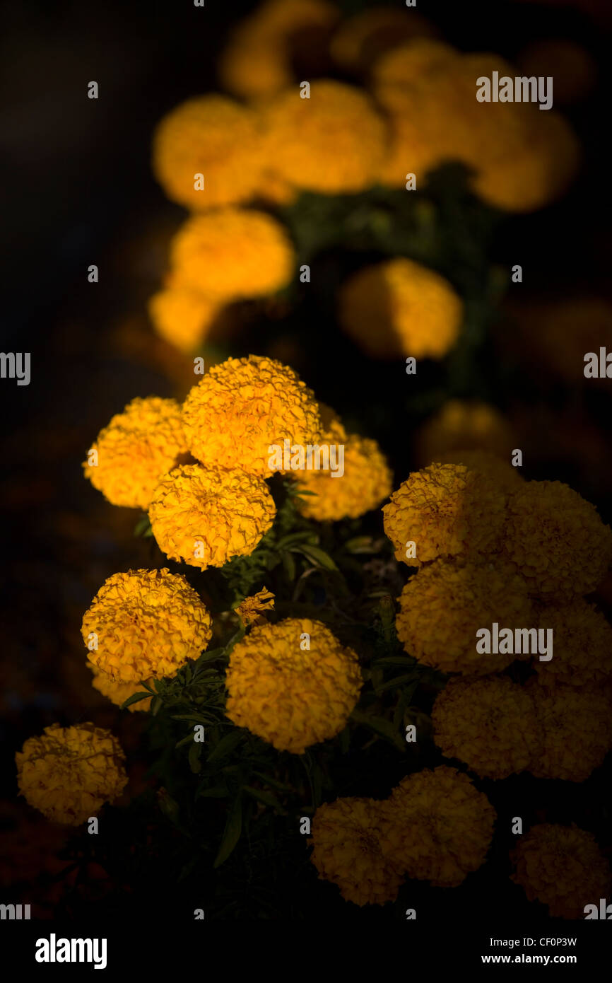 Flores de caléndula amarilla, conocido como cempasuchil, decorar una tumba  en el cementerio como parte del día de los muertos en la Ciudad de México  Fotografía de stock - Alamy