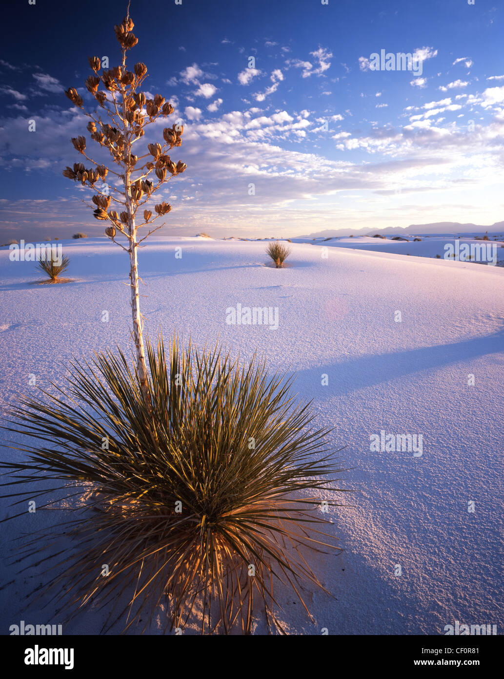 Yuca planta a fines de luz al atardecer en el White Sands National Monument en Nuevo México, EE.UU. Foto de stock