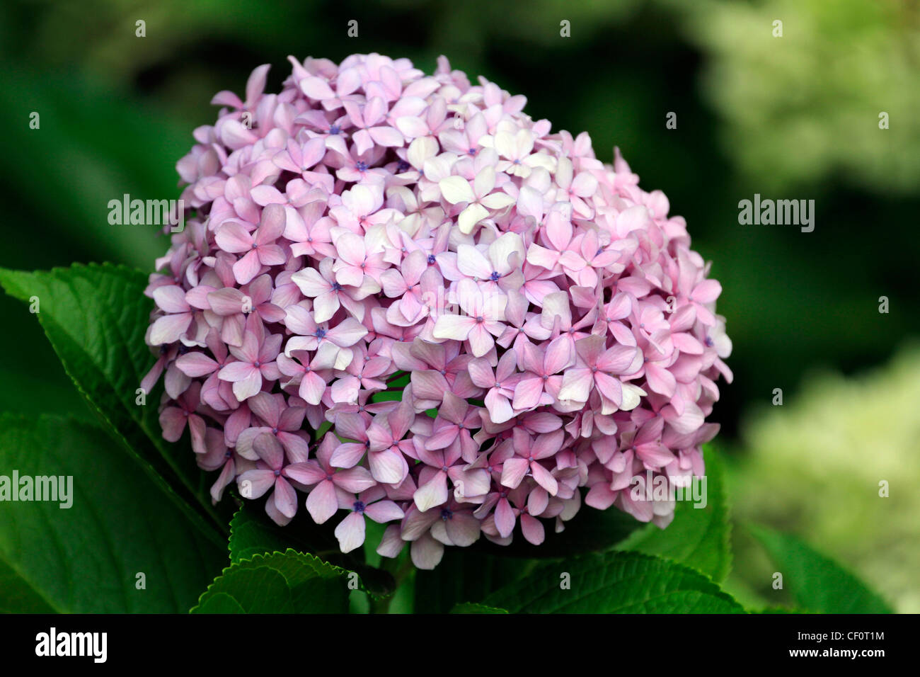 Rosa hydrangea (hortensia) flores en los jardines de la granja vino  vergelegen en Somerset West Fotografía de stock - Alamy