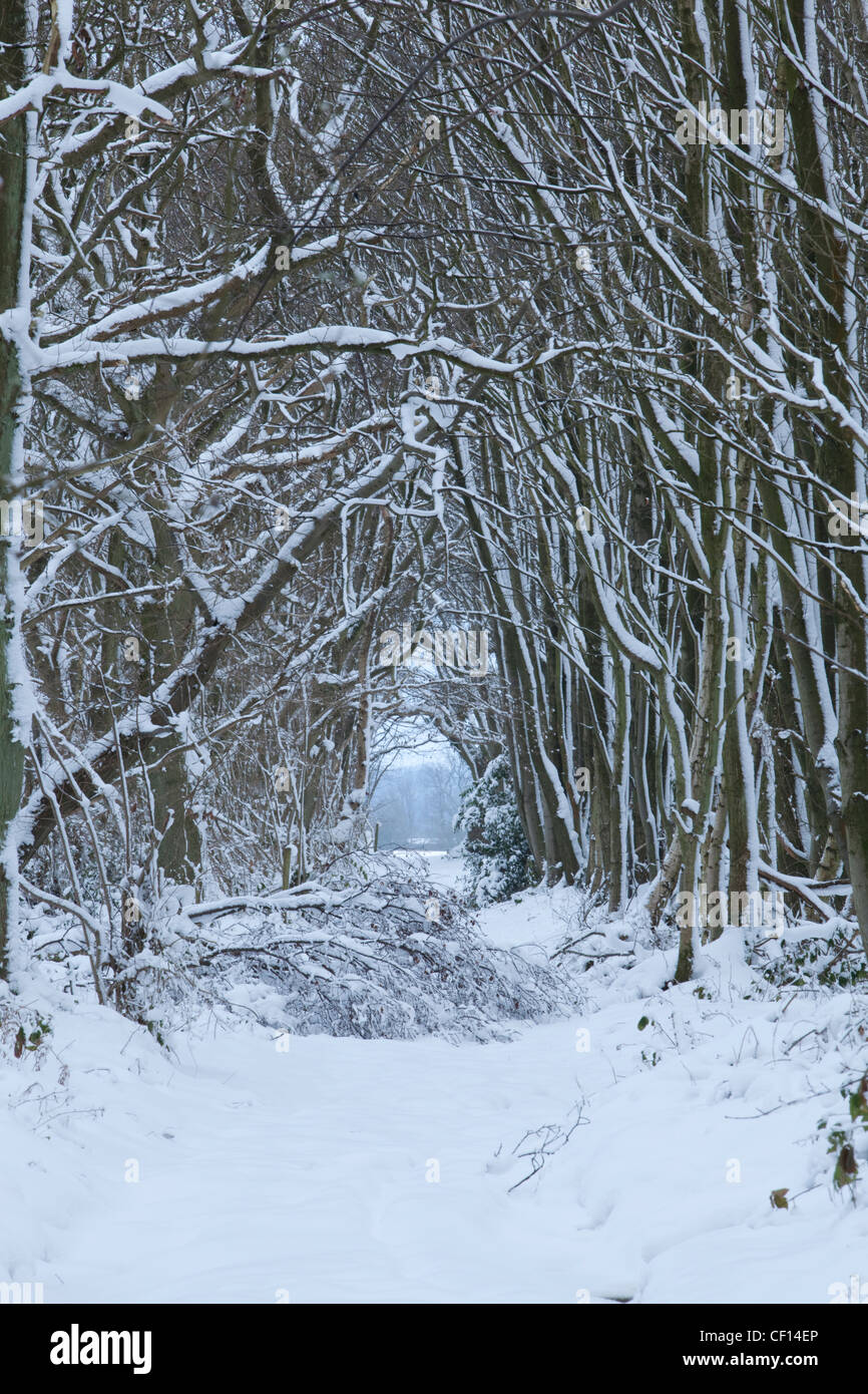 Caída de nieve fresca en un bosque cercano a la aldea de Stowting en Kent Foto de stock