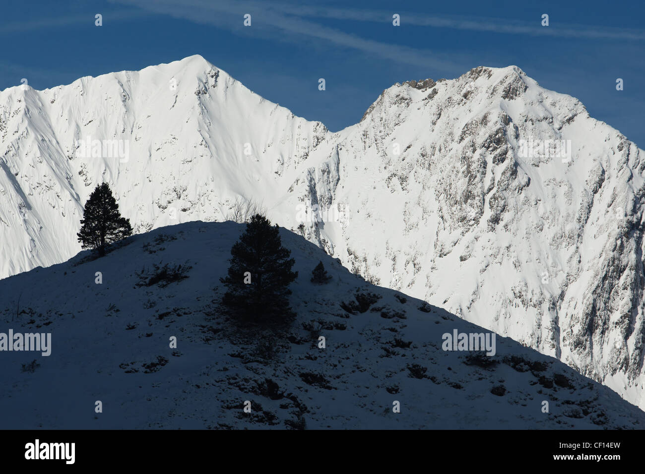 Snowy Ridge y pequeño pino, debajo de col de pausa, cerca de Couflens, Ariège, Midi-Pyrénées, Francia. Foto de stock