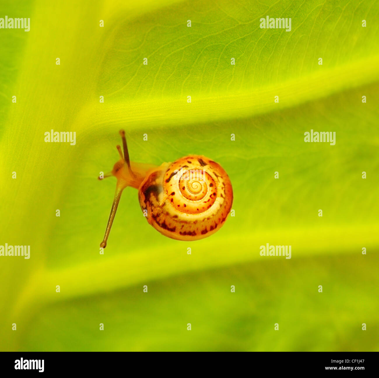 Fondo verde naturaleza abstracta con caracol minúsculo Foto de stock