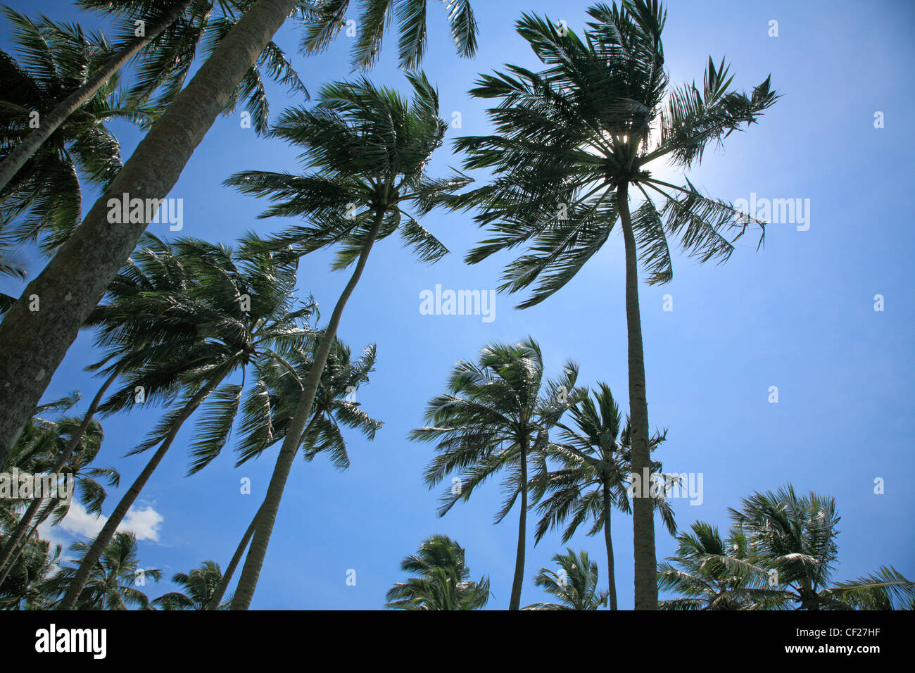 Las palmeras de coco de Sri Lanka Asia Foto de stock