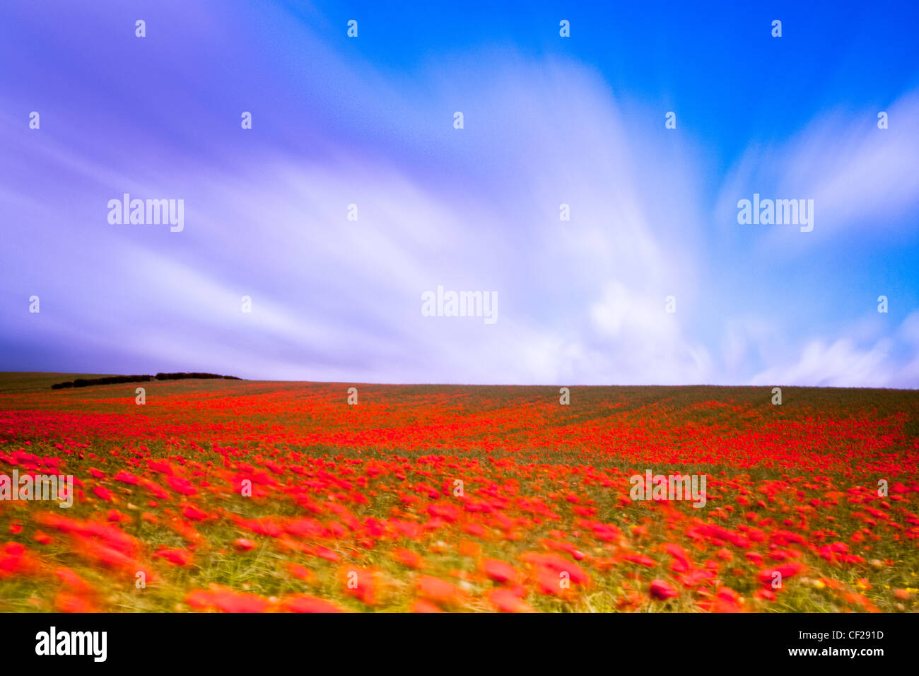 Un campo lleno de amapolas. Foto de stock