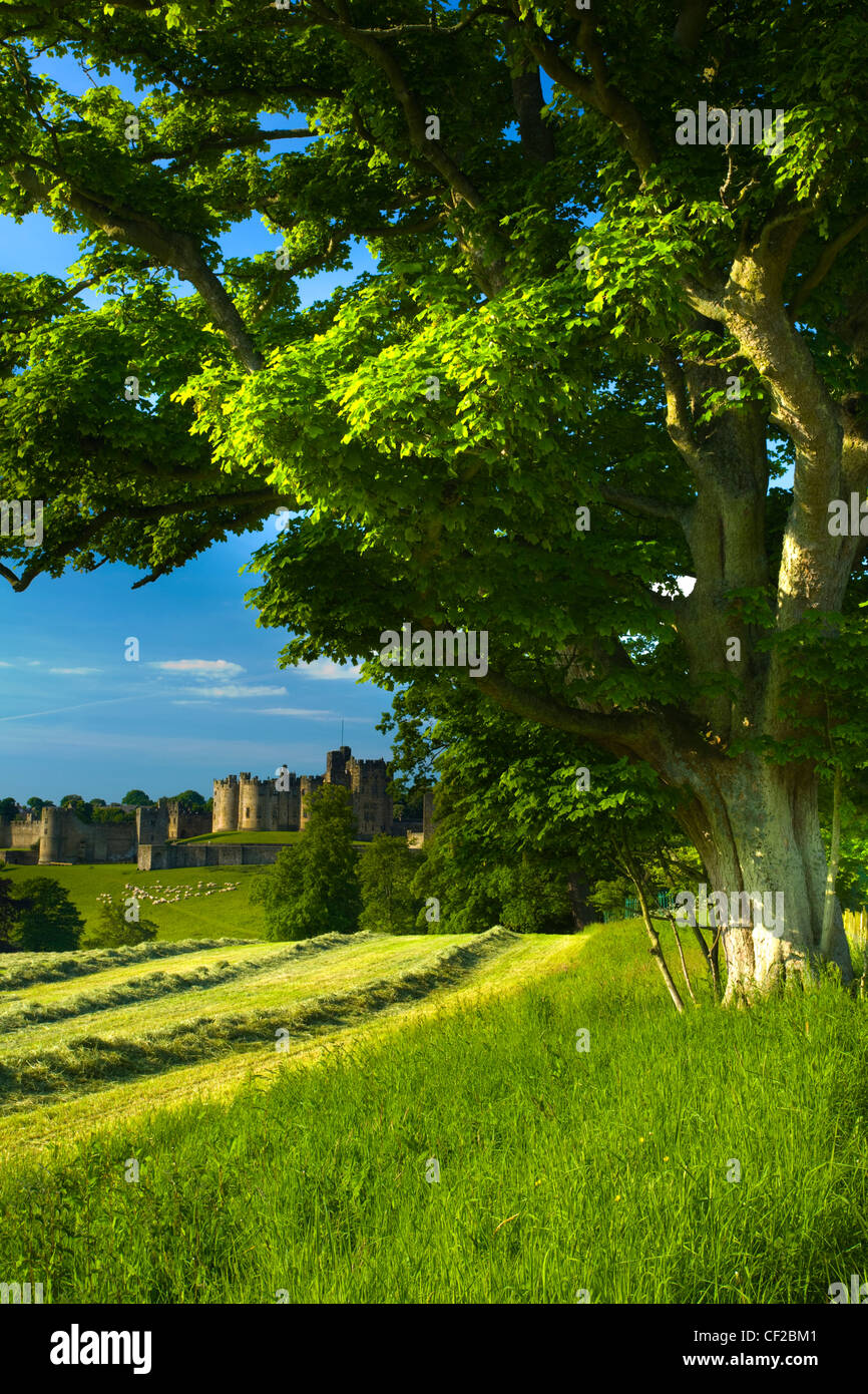 Castillo Alnwick vistos desde las tierras de cultivo. Alnwick Castle es uno de los mejores castillos medievales que se encuentran en Inglaterra. A menudo se denomina Foto de stock