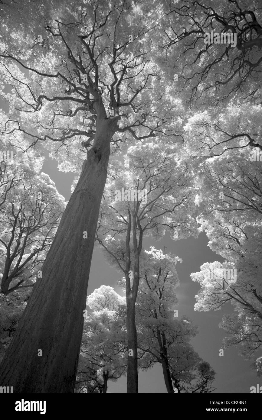 La imagen en blanco y negro en la atmósfera del bosque en Holywell Dene Northumberland, cerca de la frontera. Foto de stock
