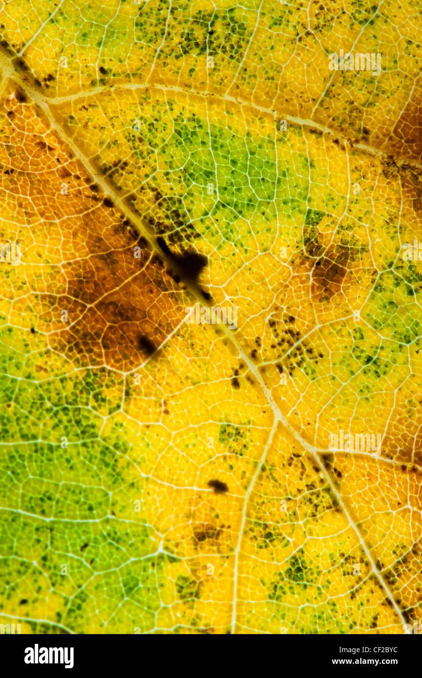 Una vista de cerca de los colores del otoño de una hoja de otoño. Foto de stock
