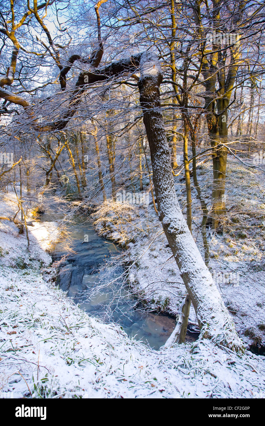 Una reciente nevada transforma el bosque del Plessey Woods Country Park. Foto de stock