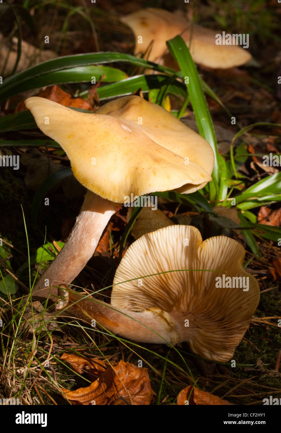 Otoño foto de la ONU / hongos identificados mushroom / toadstool. Foto de stock