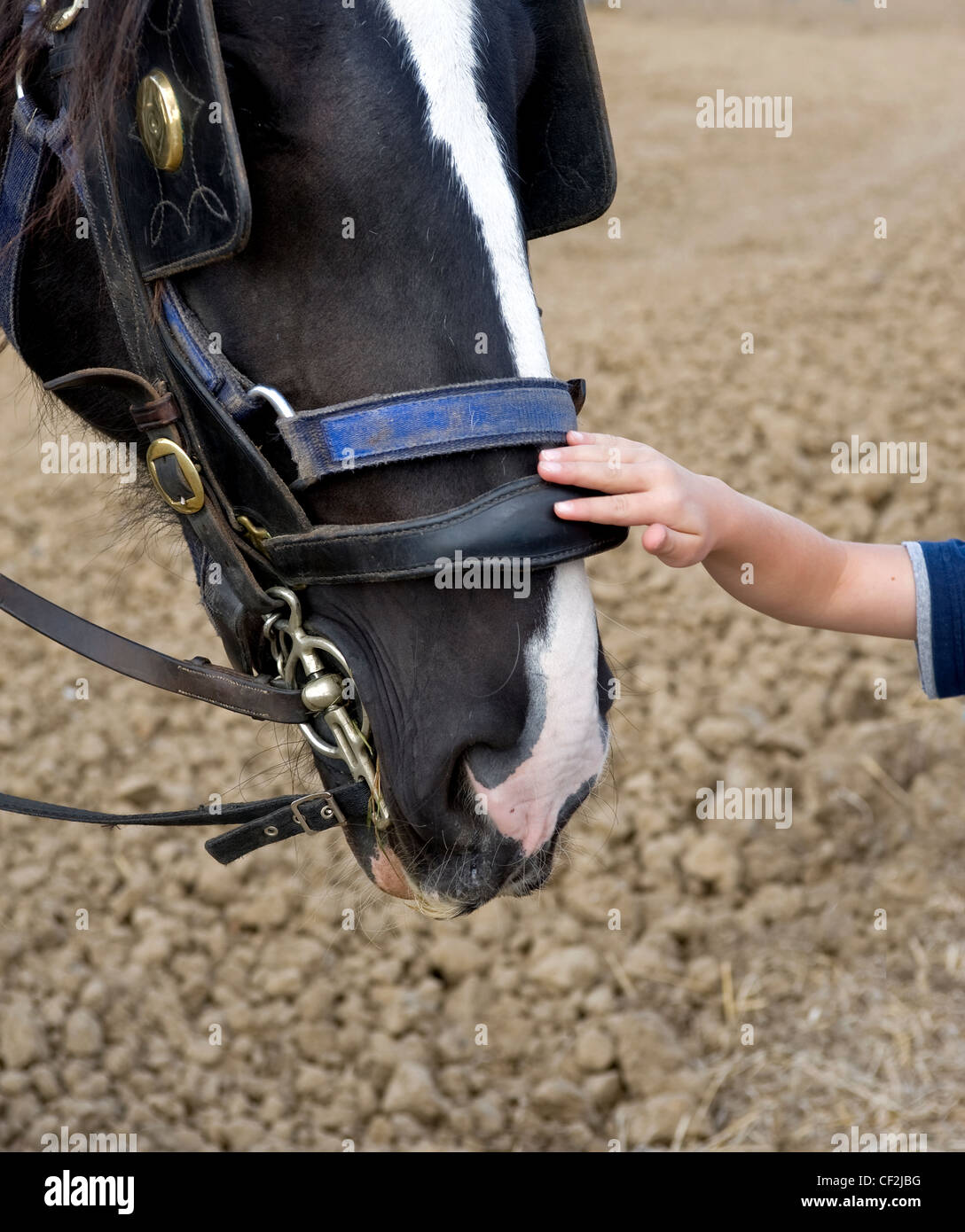 Un niño acariciando el hocico de un caballo pesado en el condado de Essex Show. Foto de stock
