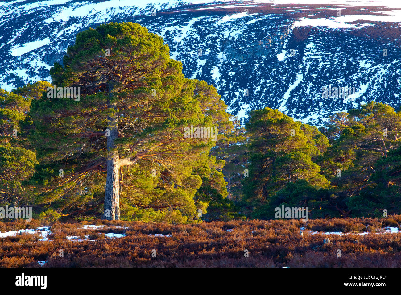 Los escoceses pinos en páramos, bajo la sombra de las colinas cubiertas de nieve cerca de Braemar y Linn de Dee. Foto de stock