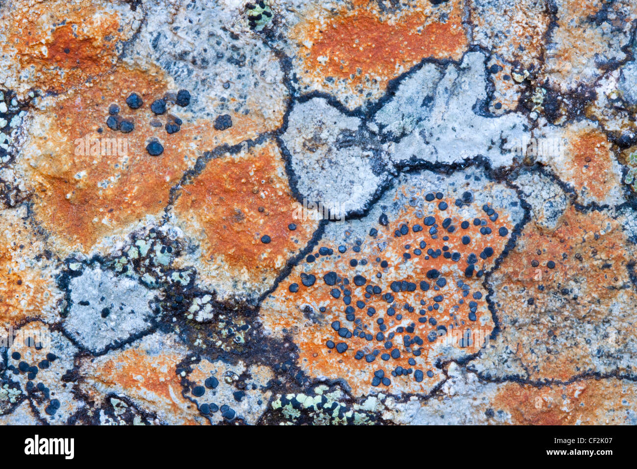 Los patrones naturales de líquenes y algas sobre una roca en los Cairngorms. Foto de stock
