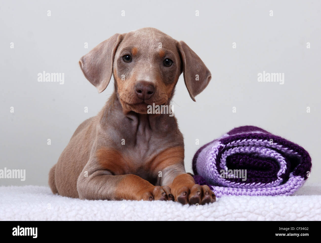 Doberman pinscher puppy fotografías e imágenes de alta resolución - Alamy