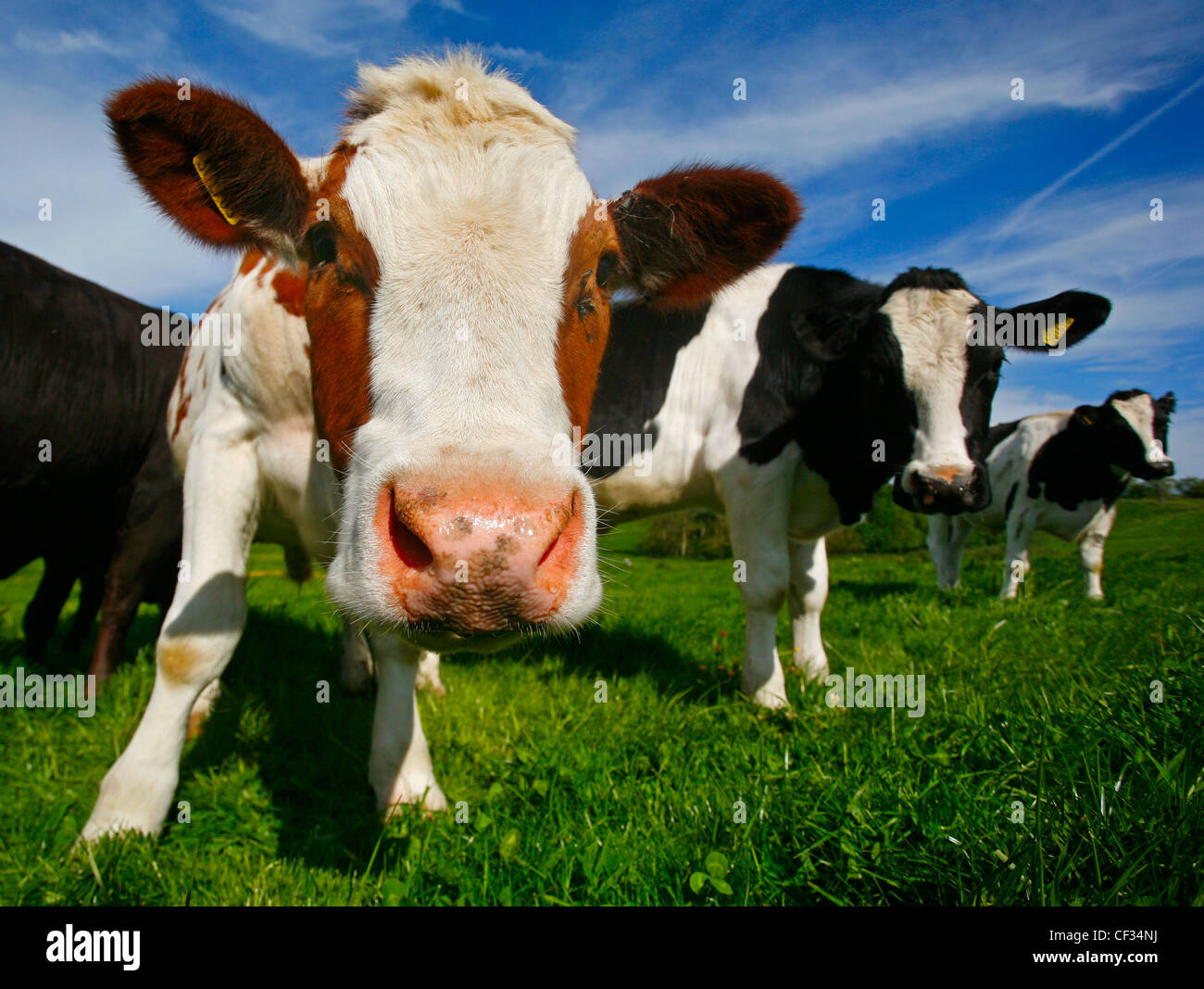 El ganado lechero Holstein-Friesian en un campo de Faringdon. Foto de stock