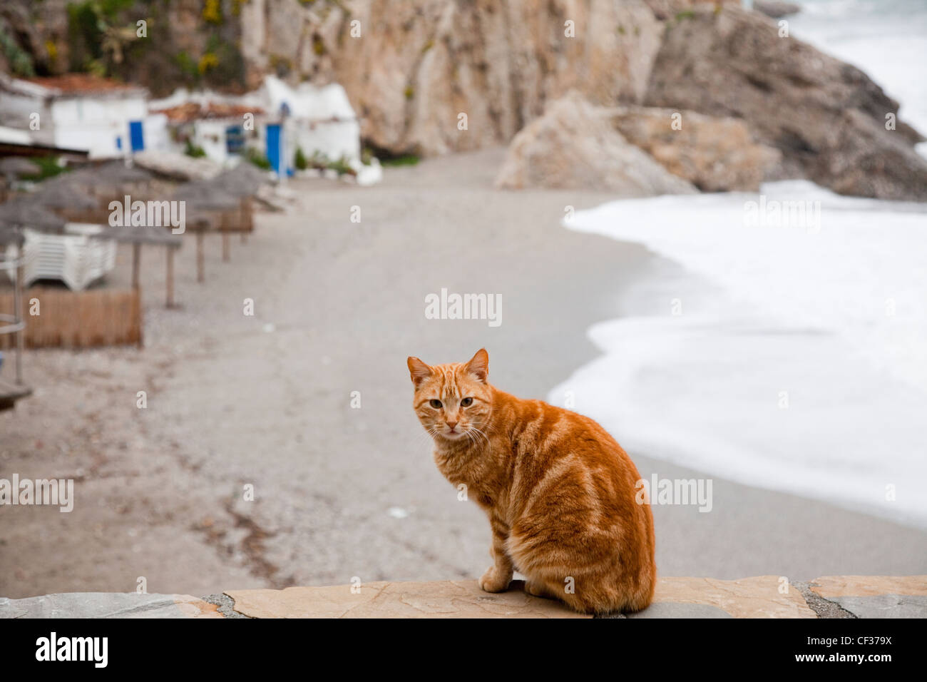 Un gato se sienta en una piedra saliente en la playa; Nerja Málaga Andalucía España Foto de stock