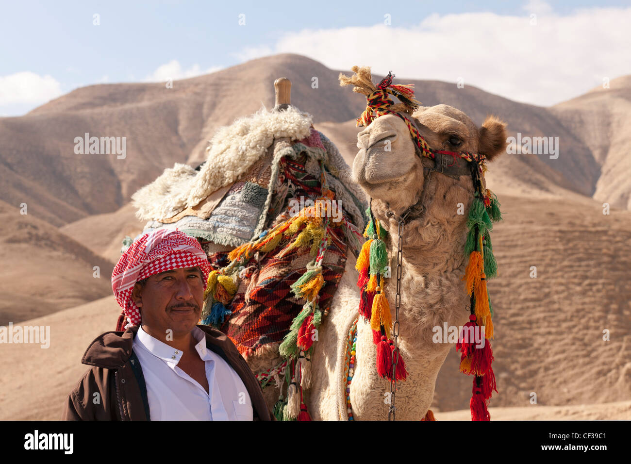 Israel, el desierto de Judea, los beduinos del desierto en camello y ajuste Foto de stock