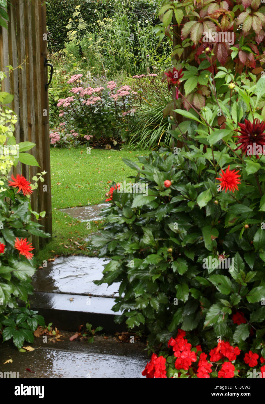 Imagen de detalle de enrejado vestido con planta trepadora y diversos dalias, Wardhurst, East Sussex Foto de stock