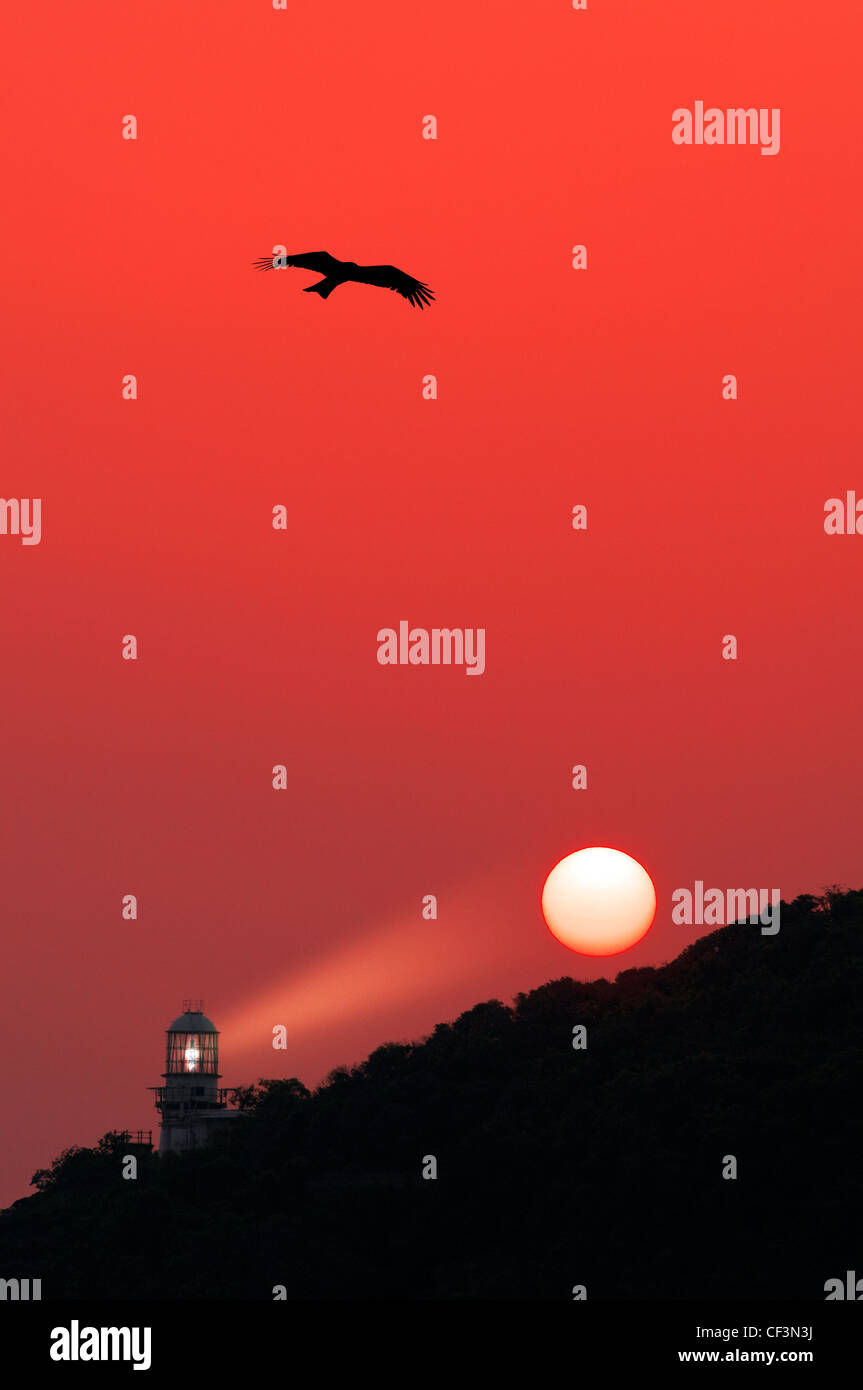 Negro chino milanos (Milvus migrans) y Green Island Lighthouse, Hong Kong, China. Foto de stock