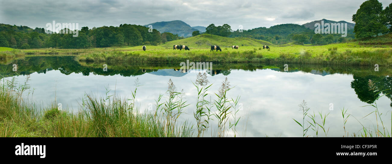 Una vista clásica de colinas, los pastos y el pastoreo de vacas aún reflejada en la superficie del agua Elter en el Lake District. Foto de stock