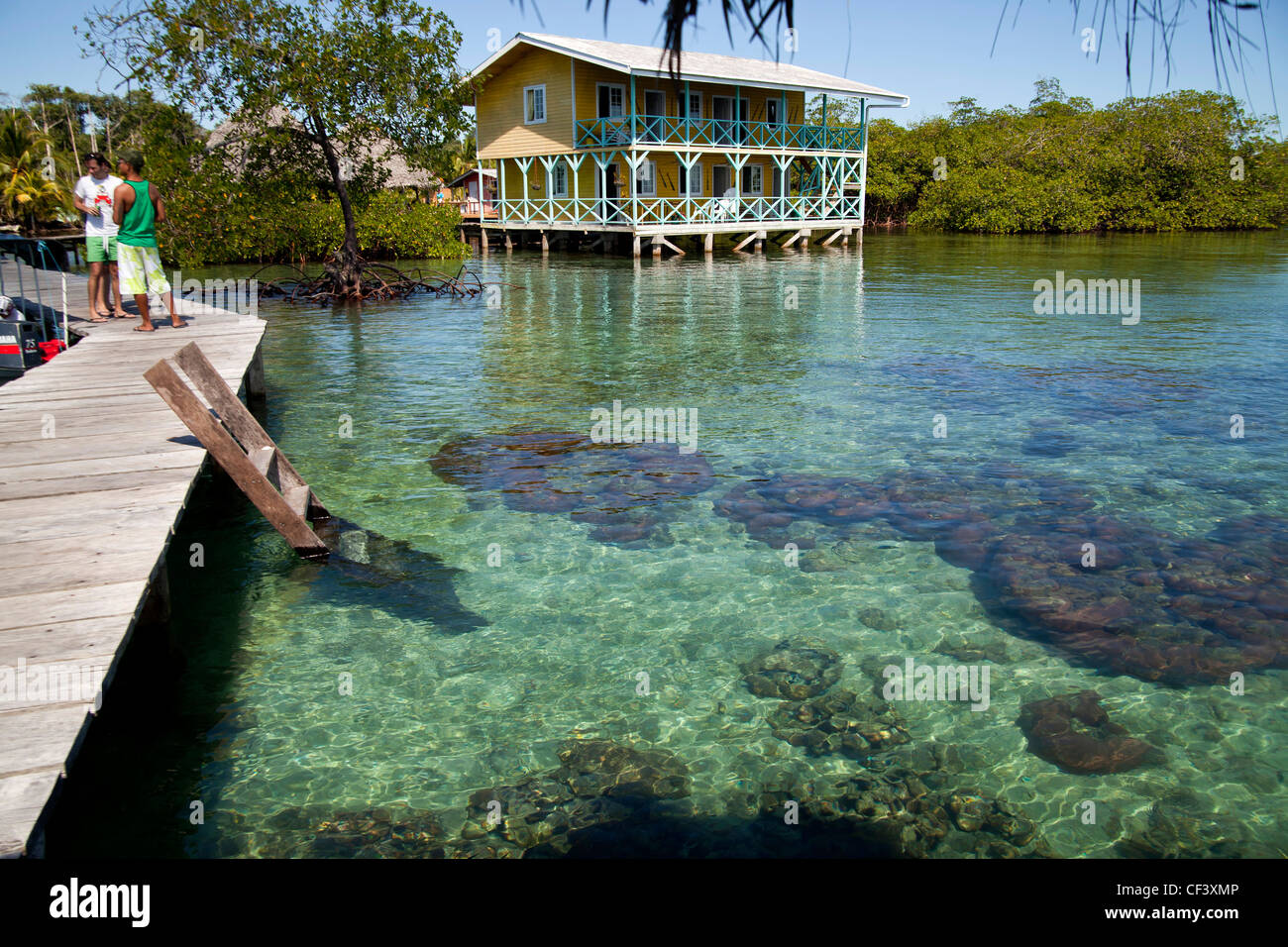 Coral en el agua clara de la pequeña isla caribeña de Coral Key, Bocas del Toro, Panamá, América Central Foto de stock
