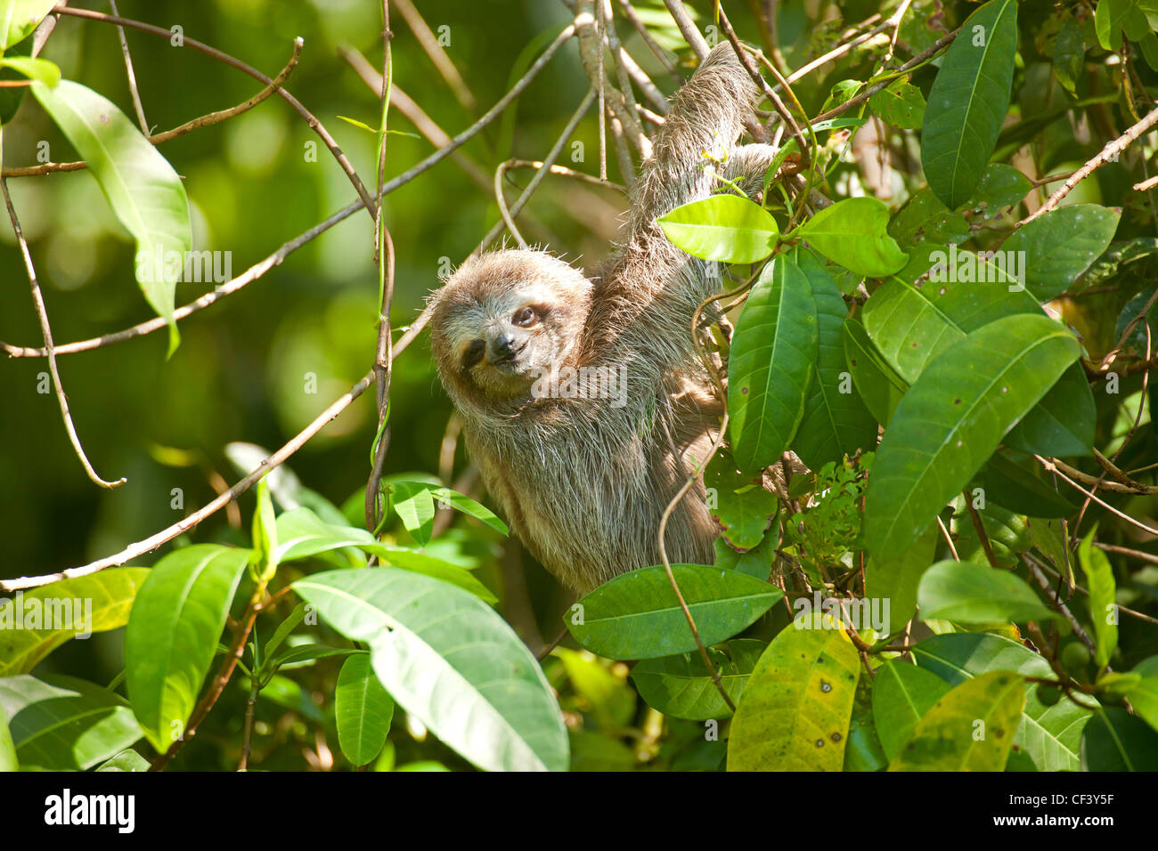 Perezoso de tres dedos (Bradypus variegatus), Isla Bastimentos, Bocas del Toro, Panamá, América Central Foto de stock