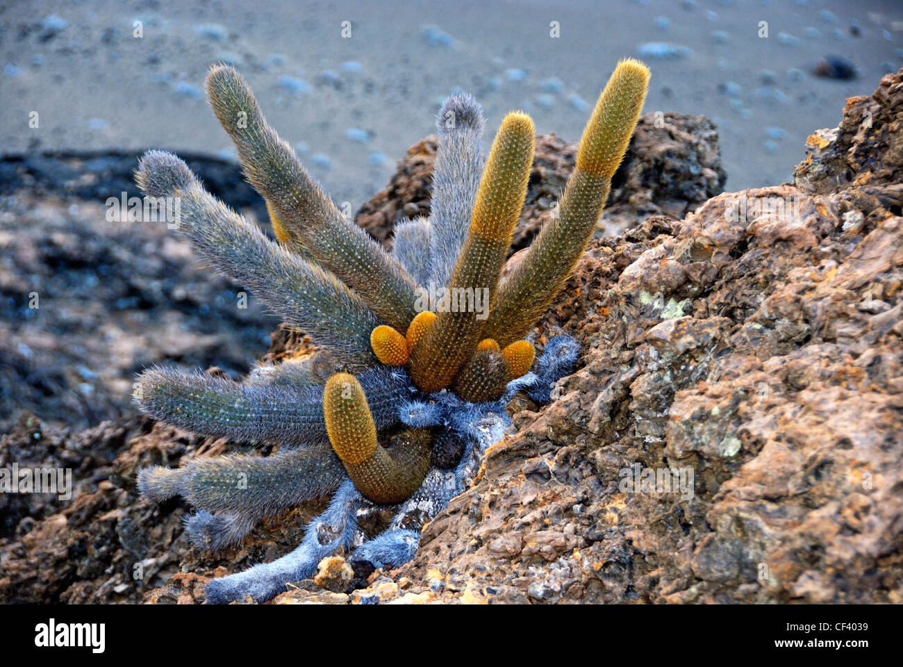 Cactus Brachycereus nesioticus lava - creciendo sólo en rocas volcánicas de la isla, Bartolomé, Islas Galápagos, Ecuador Foto de stock