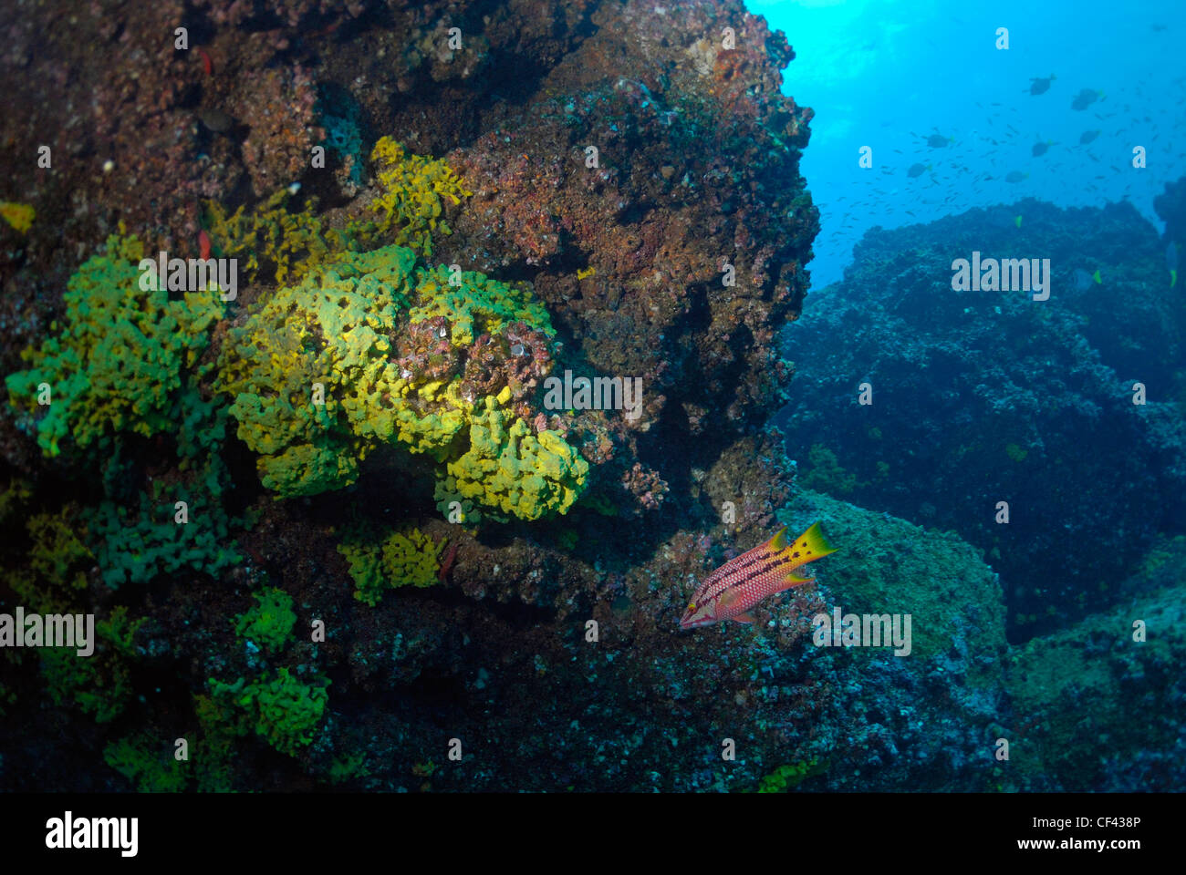 Arrecifes de Coral y la vida marina en la formación rocosa, Wolf Island, Islas Galápagos, Ecuador Foto de stock
