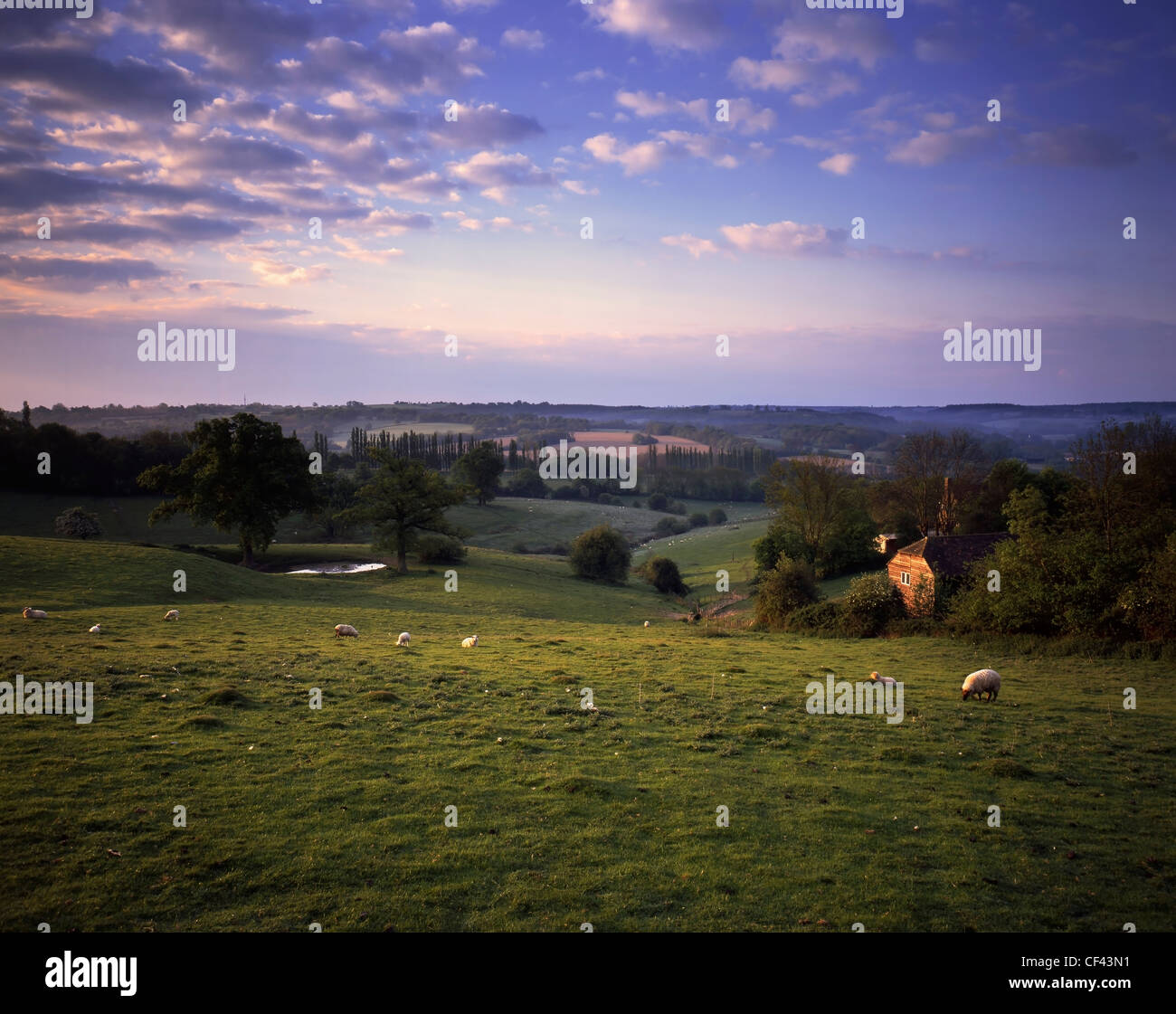 Ovejas pastando en un campo en Kent. Foto de stock