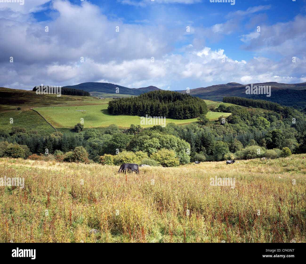 El pastoreo de ganado en las ondulantes colinas y campos del sur-oeste de Escocia. Foto de stock