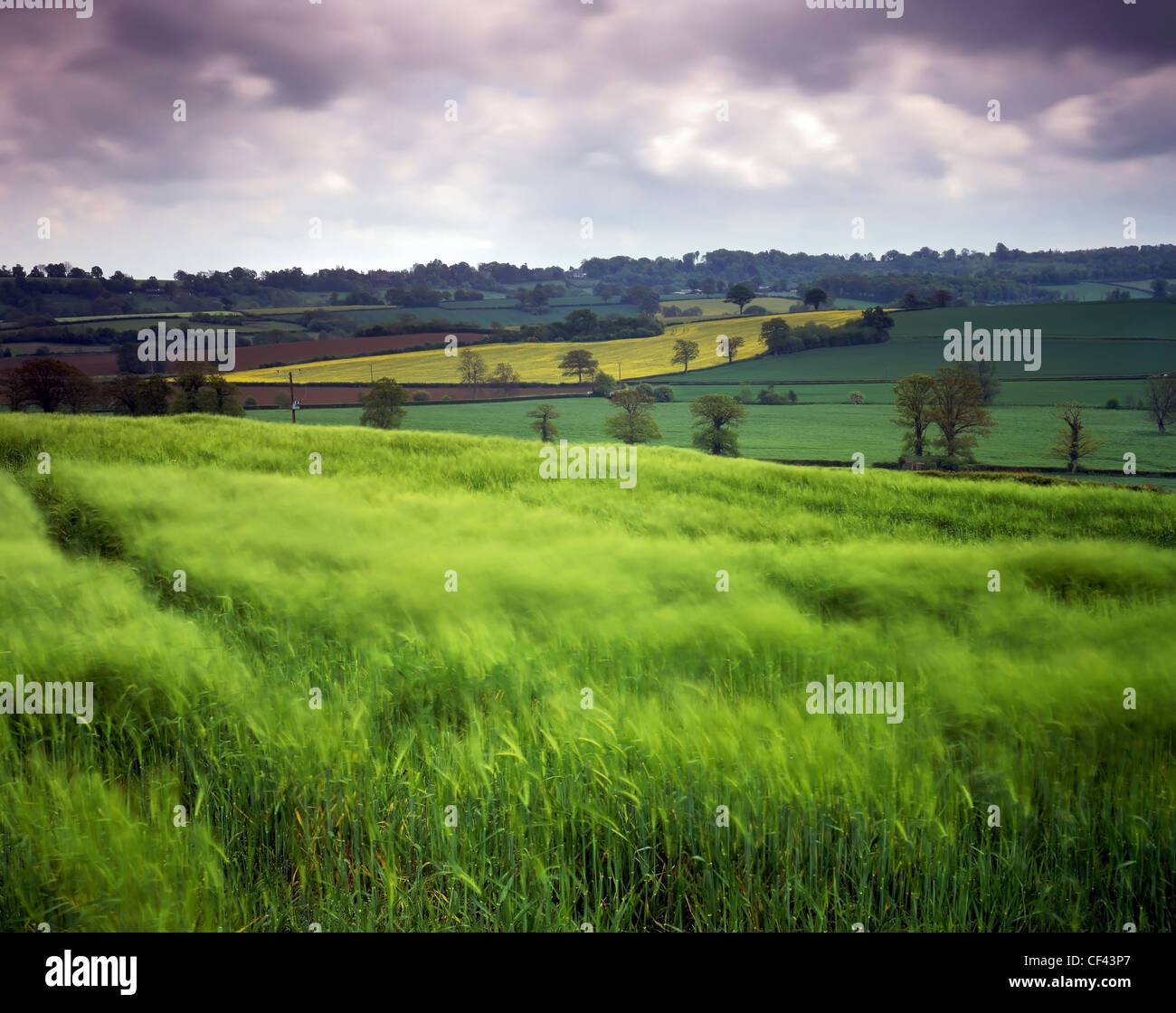 Mirando a través de un campo de cebada en las ondulantes Sussex Downs. Foto de stock