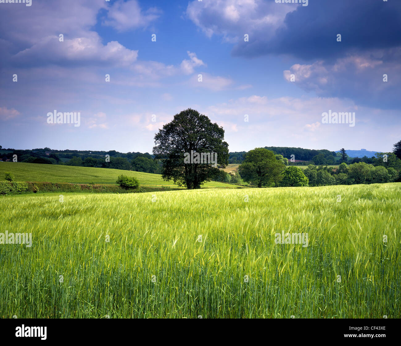 Vista a través de un fértil campo de trigo temprano en la temporada de crecimiento hacia colinas boscosas en la zona rural de Herefordshire. Foto de stock
