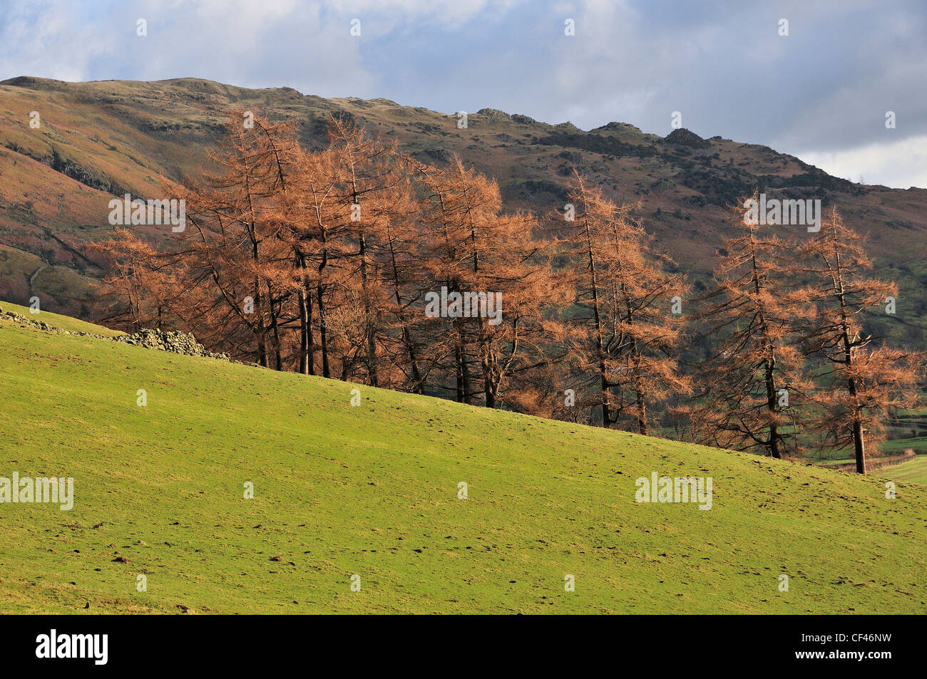 Paisaje invernal de Lakeland fells tomadas en Millbeck Farm, Gran Langdale, Nr. Ambleside, Cumbria, Reino Unido Foto de stock