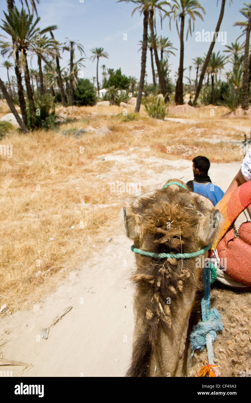 Hombre conduciendo camelleros alrededor del Palmeral de Marrakech Marruecos Foto de stock