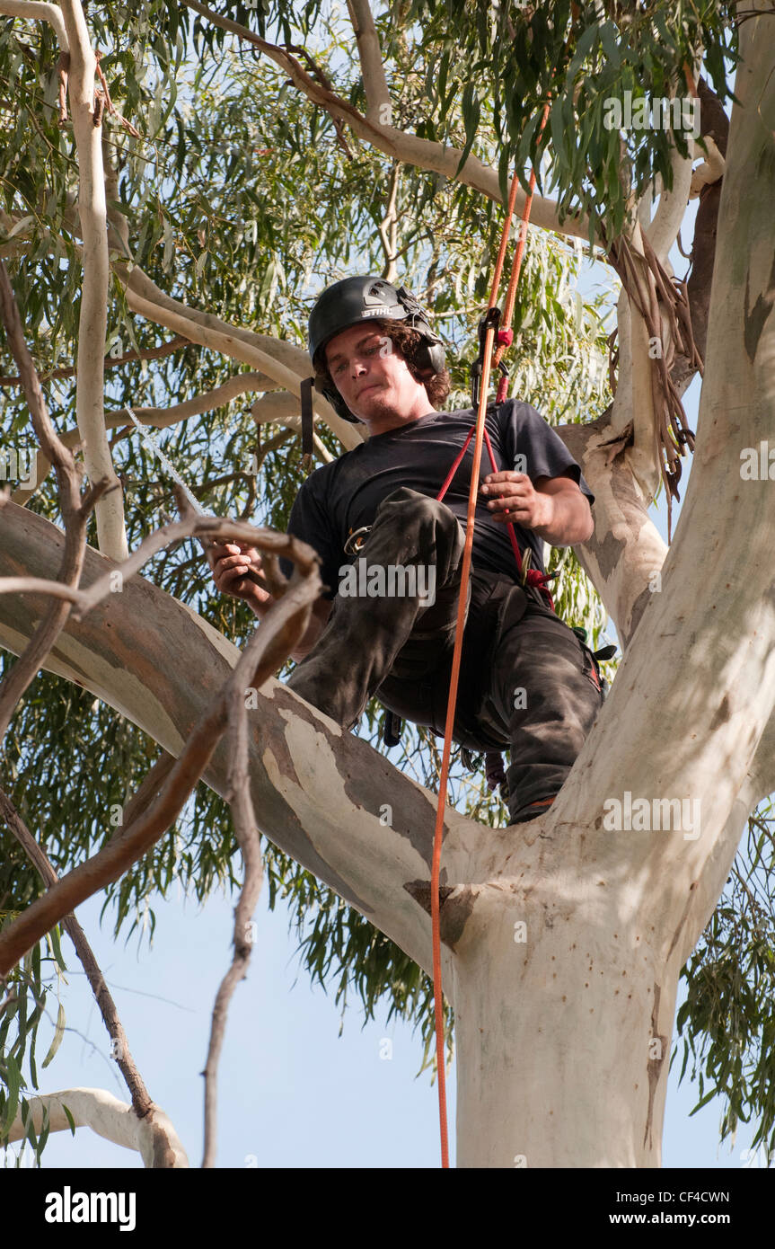 Podador de árboles en el trabajo sobre una fragancia de limón gum (Eucalipto) en los suburbios de Melbourne, Australia Foto de stock