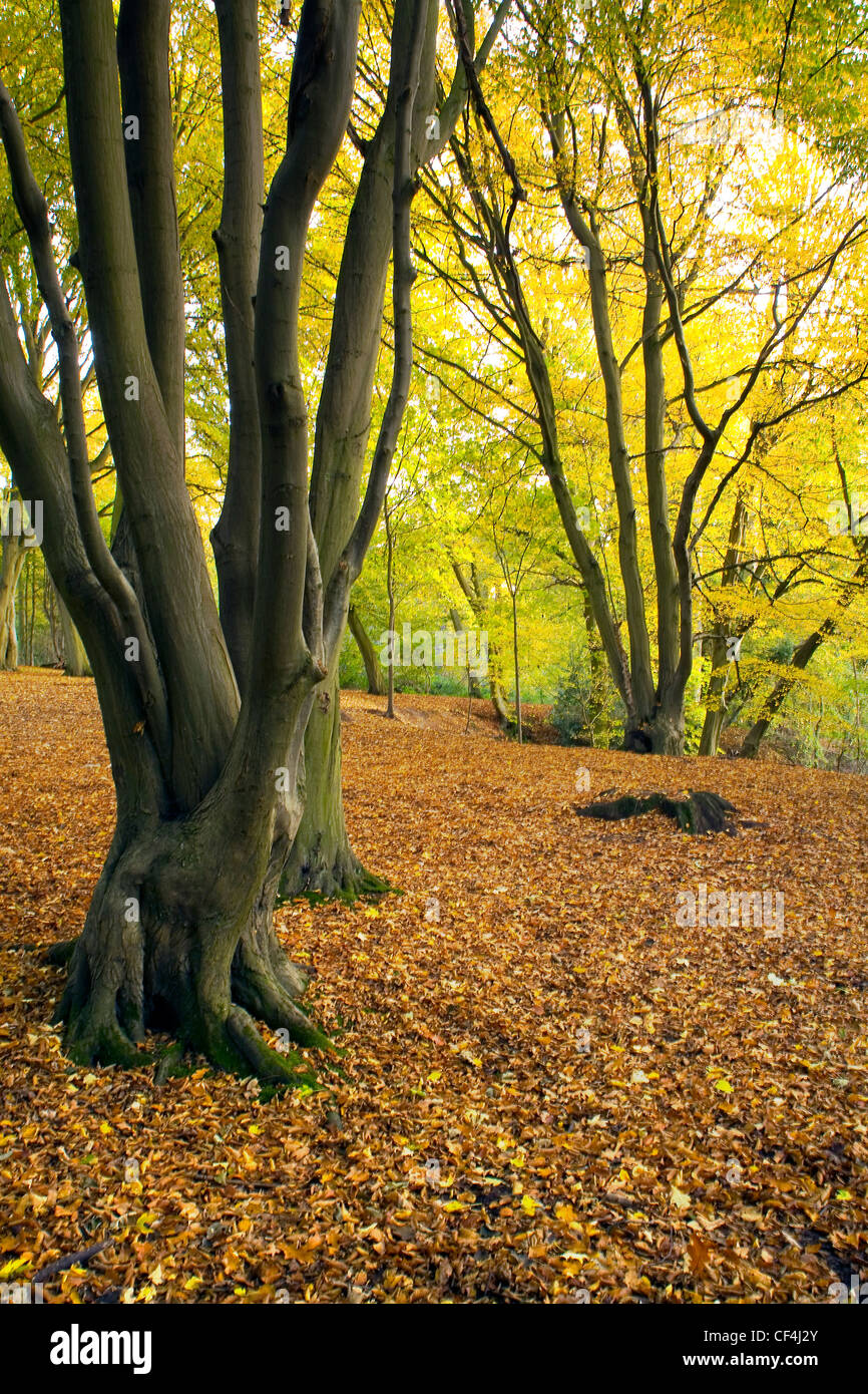 Los bellos tonos dorados del otoño en un bosque en el condado de Suffolk. Foto de stock