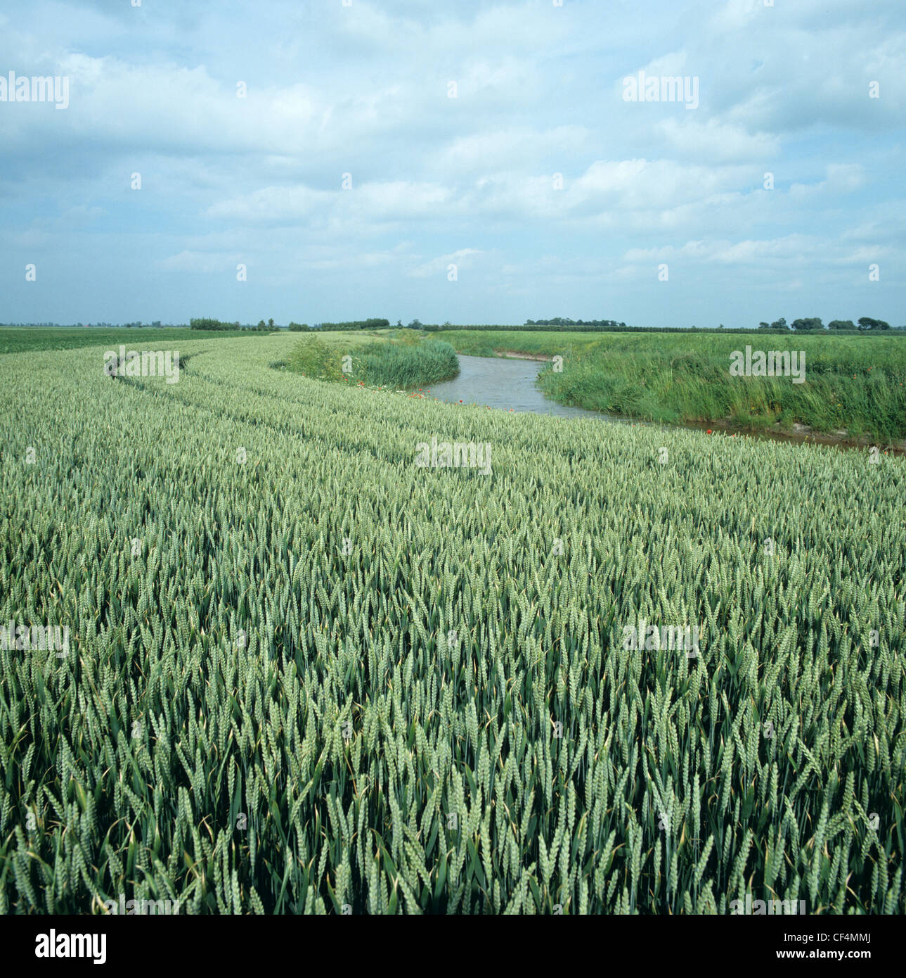 Cosecha de trigo verdes en las orillas de un gran drenaje Fenland Dyke. Foto de stock