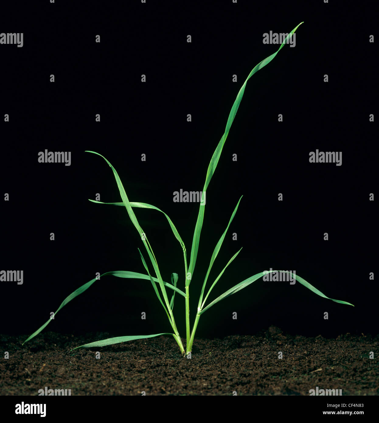 Planta de trigo joven tillering y en etapa de crecimiento 30 Foto de stock