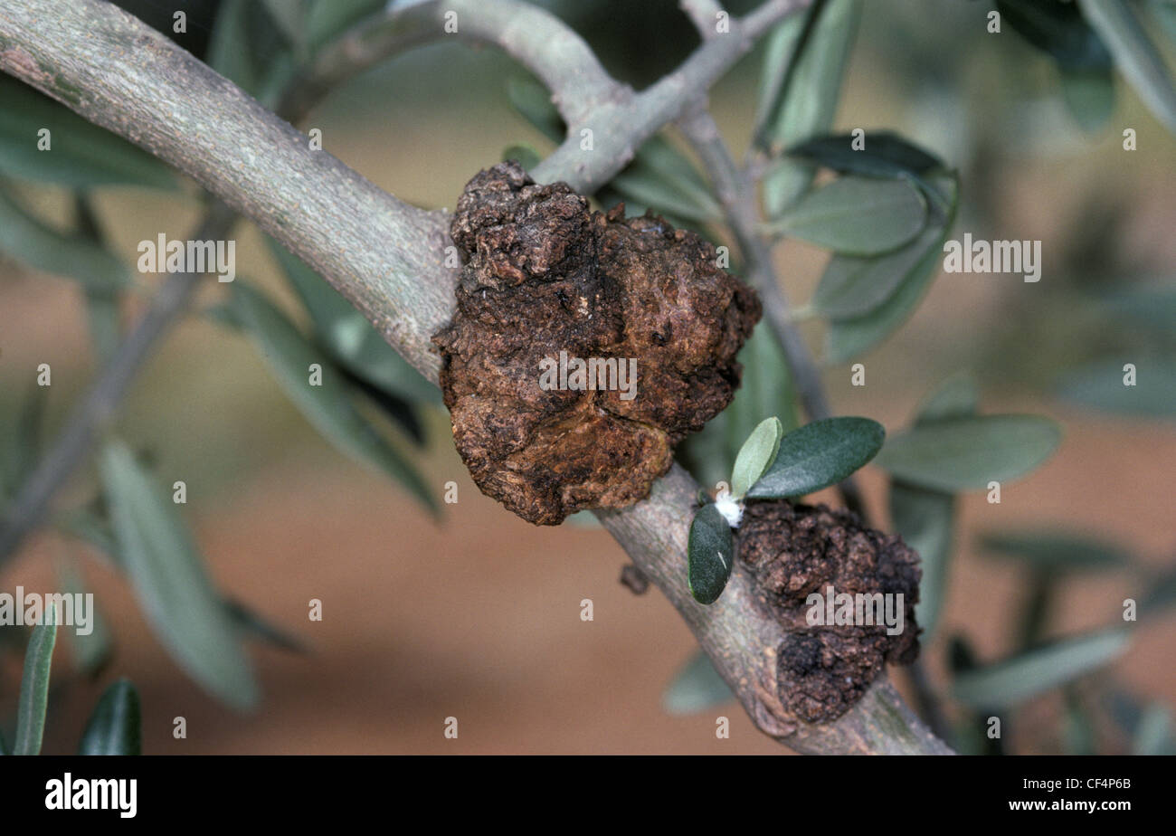 El cancro bacteriano (Pseudomonas savastanoi) gall en una rama de olivo Foto de stock
